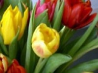 Tulpenfest Potsdam im Holl�ndischen Viertel