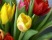 Tulpenfest Potsdam im Holl�ndischen Viertel