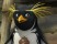 Pinguin Cody kommt in den Filmpark Babelsberg!