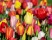 Markt / Fest: Tulpenfest im Holländischen Viertel