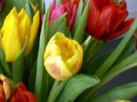 Tulpenfest Potsdam