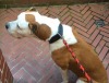 Hund gefunden, Halter gesucht