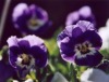 Potsdam blüht auf: 38.300 Blumen werden gepflanzt