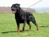 IHK-Aufstiegsfortbildung: Hundefachwirt/in