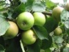 Start der Brandenburger Kernobsternte im Obstgut Marquardt