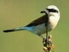 Vogelschutz in der Stadtentwicklung