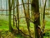 Tack: Bäume sind Ausdruck von Lebensqualität