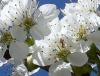 Beim Pflanzenschutz auf Bienen achten