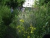 Drewitz erblüht! - Gemeinschaftsgarten wird eröffnet