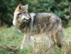 Hoher Schutzstatus der Wölfe in Brandenburg