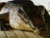 Sommerausstellung "Von Sauriern und Säbelzahntigern"