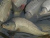 Festschmaus gesichert: Brandenburger Karpfenproduktion im Plus