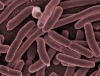 Suche nach Ursache für Coli-Bakterien im Trinkwasser läuft