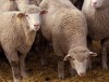 Tack: Tierschutz ohne Ehrenamt nicht denkbar
