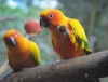 Bunte Vielfalt in der Biosphäre am Wochenende