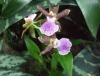 Orchideenblüte 2012 bringt den Frühling nach Potsdam 