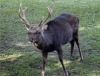 Schalenwild macht sich rarer – Waschbären breiten sich aus