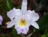 Königin der Orchideen in der Biosphäre Potsdam