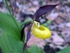 Biosphäre: Frauenschuh als März-Orchidee ausgewählt