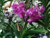 Orchideenblüte 2013 bringt den Frühling nach Potsdam