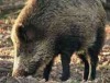 Brandenburgs Förster unterstützen die Tierfund App des Deutschen Jagdverbands