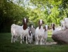 Landpartie am Sacrower See: Forschung in der Landwirtschaft zum Anfassen