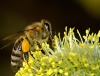 Erster Weltbienentag am 20. Mai: Umwelt-Aktivitäten der EWP