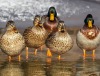 Wasservögel bitte nicht füttern