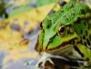 Wieder am Start: Frosch, Molch und Kröte