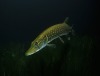 „Grüne Stunde“ im Naturkundemuseum: Fische von der Schuppe bis zum Zahn