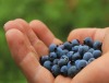 Selbstpflücke beginnt: Heimische Heidelbeeren sind reif