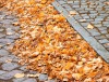 Behinderungen bei der Beseitigung des Herbstlaubes in Potsdam
