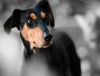 Potsdam: Hund in überhitztem Auto eingesperrt