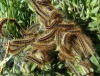 Waldschutzmaßnahmen gegen Schadinsekten