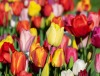 Tulpenfest im Holländischen Viertel in Potsdam am 21. - 22. April 2018