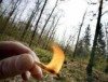 Ministerien regeln Waldbrandschutz neu 