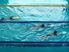 Öffentliche Diskussionsveranstaltung zur neuen Schwimmhalle 
