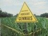 Greenpeace: Anbau von Gen-Mais nicht ausreichend überwacht