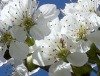 Mit der Naturwacht den Frühling belauschen