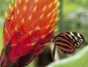 Eröffnung des Schmetterlingshauses in der Biosphäre