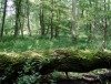 Nachhaltigkeit in Brandenburgs Wäldern bestätigt 
