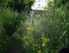 Drewitz erblüht! - Gemeinschaftsgarten wird eröffnet