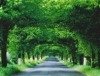 50.000 neue Bäume für die "grünen Straßentunnel"