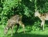 Blattzeit steht bevor: Deutlich mehr Wild auf der Straße Blattzeit steht bevor: Deutlich mehr Wild auf der Straße