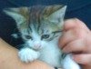 Tiere gehören nicht auf den Gabentisch