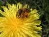 Naturkundemuseum stellt heimische Bienen vor