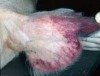 Afrikanische Schweinepest: Veterinäre üben für den Ernstfall