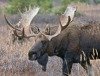 Elche in Brandenburg - Signale vom König der nordischen Wälder