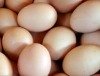 Eier mit erhöhtem PCB-Gehalt wurden auch nach Brandenburg geliefert