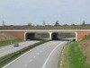 Geführter Revierwechsel: neue Grünbrücke für Wildtiere über die A9